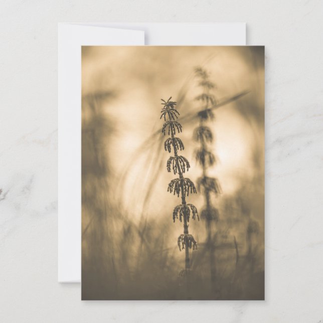 Horsetail Sepia Fotokarte (Vorderseite)