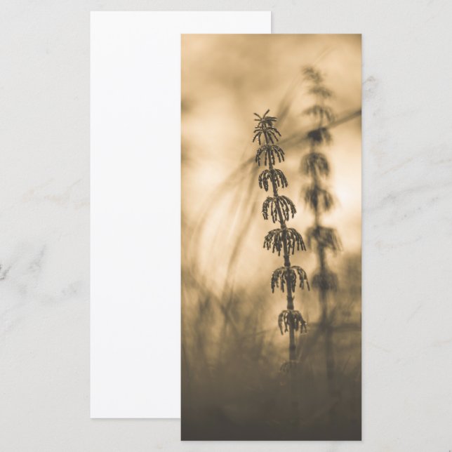Horsetail Sepia Fotokarte (Vorne/Hinten)