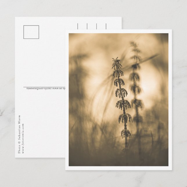 Horsetail Sepia Nature Foto Postkarte (Vorne/Hinten)