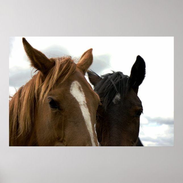 Horsey-Liebe-Poster Poster (Vorne)