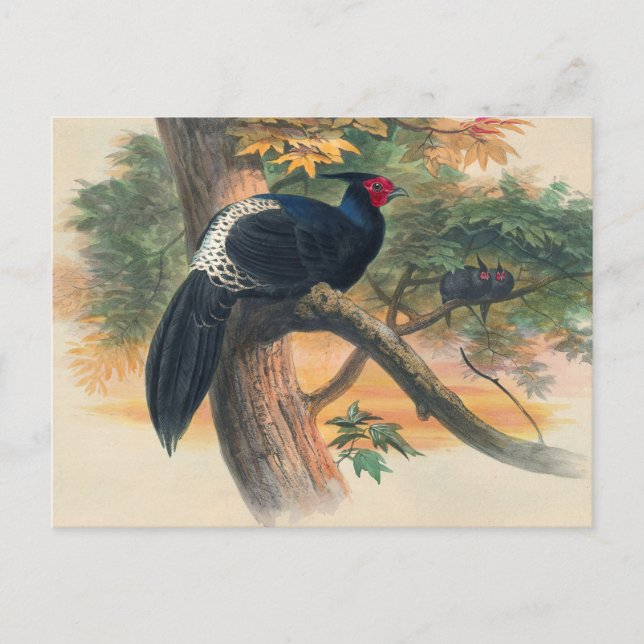 Horsfield's Kaleege von Joseph Wolf Postkarte (Vorderseite)