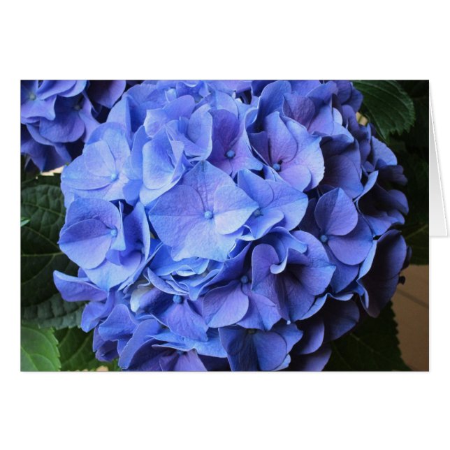 Hortensia (Devant horizontal)