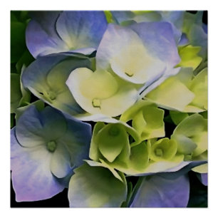 Hortensia Blossom Botanische Kunst Blau und Gelb Poster
