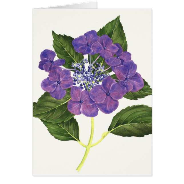 Hortensia de Lacecap (Devant)