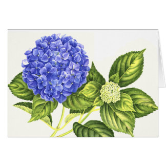 Hortensia et bourgeon bleus