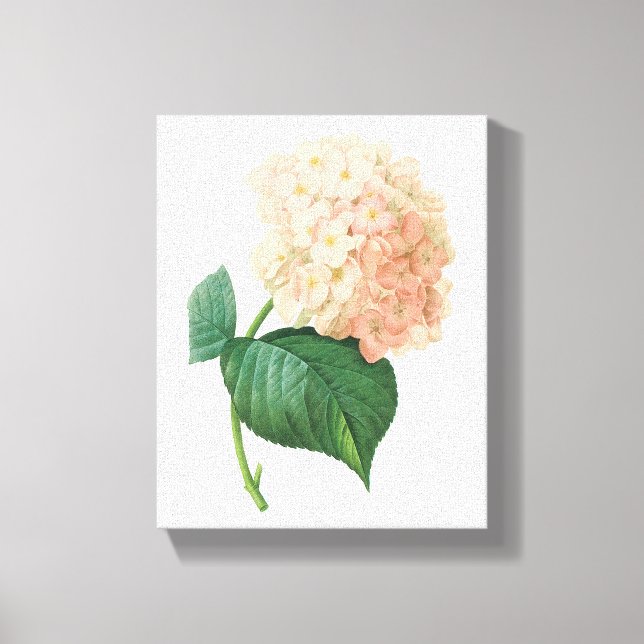 Hortensia(Hydrangea sp.) von Redouté Leinwanddruck (Vorderseite)