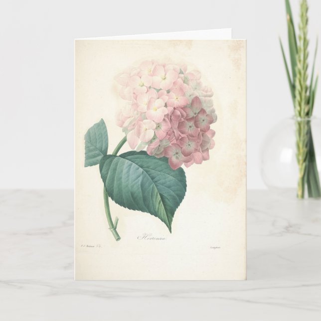 Hortensia par la carte de sympathie botanique de (Devant)