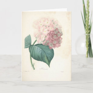 Hortensia par la carte de sympathie botanique de