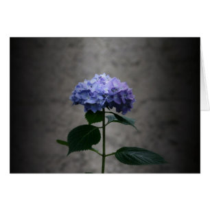 "hortensia" par Larry Coressel
