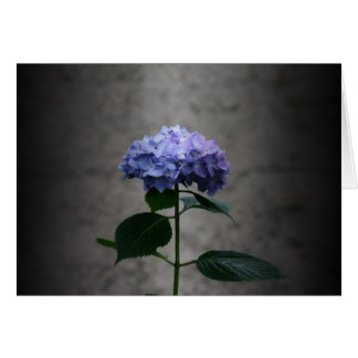 "hortensia" par Larry Coressel