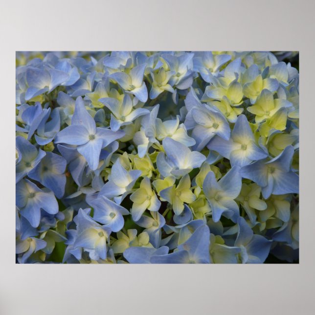 Hortensia Poster (Vorne)