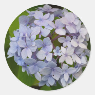 Hortensie Runder Aufkleber