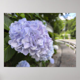 Hortensien am Straßenrand – Naturfotografie Poster