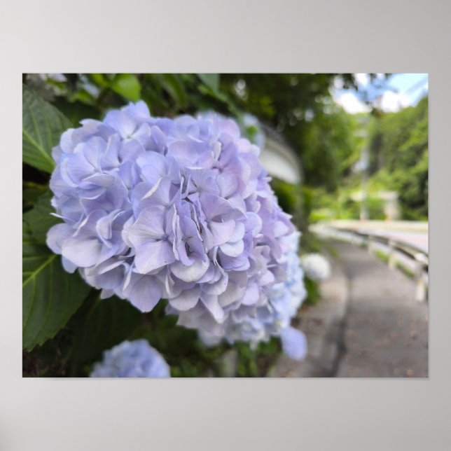 Hortensien am Straßenrand – Naturfotografie Poster (Vorne)