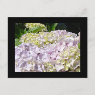 Hortensien-Blumen Postkarten Lavendel Floral
