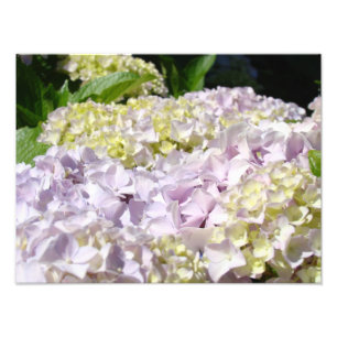 Hortensien-Garten-Blumenfotografie-Kunstdrucke Fotodruck