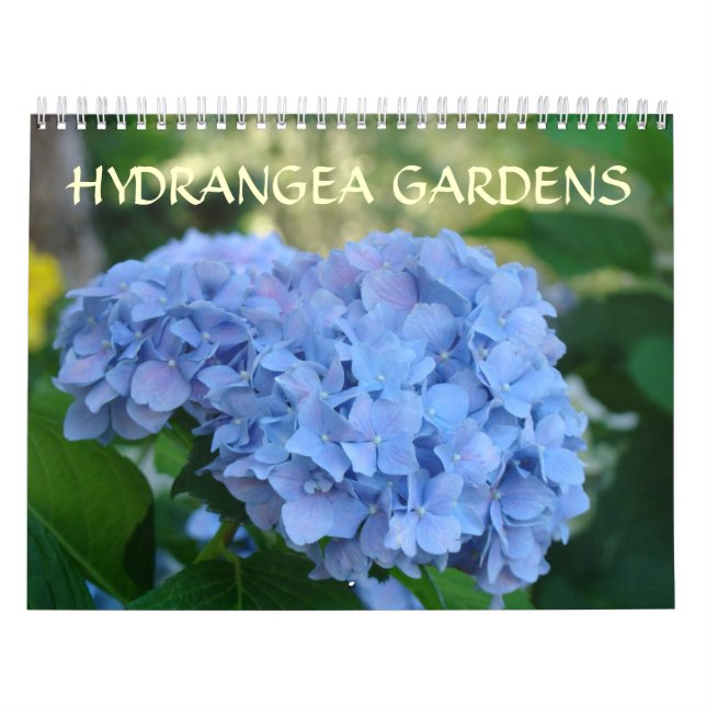 Hortensien-Gärten Kalender Blaue Hortensien (Titelbild)