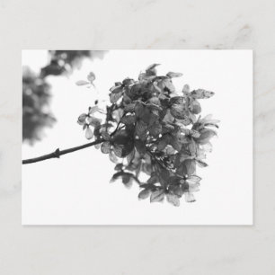 Hortensien-Trockenblumen-Postkarte Feiertagspostkarte