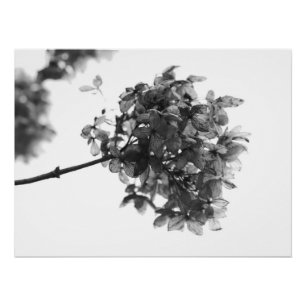 Hortensien-Trockenblumenposter Poster