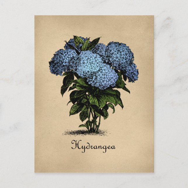 Hortensien Vintage Botanical Postkarte (Vorderseite)