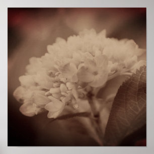 Hortensienblüte in Vintage-Sepia Poster