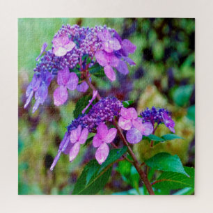 Hortensienblüte Purple Twist und Shout