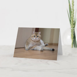 Hosico sitzt auf dem Boden Karte