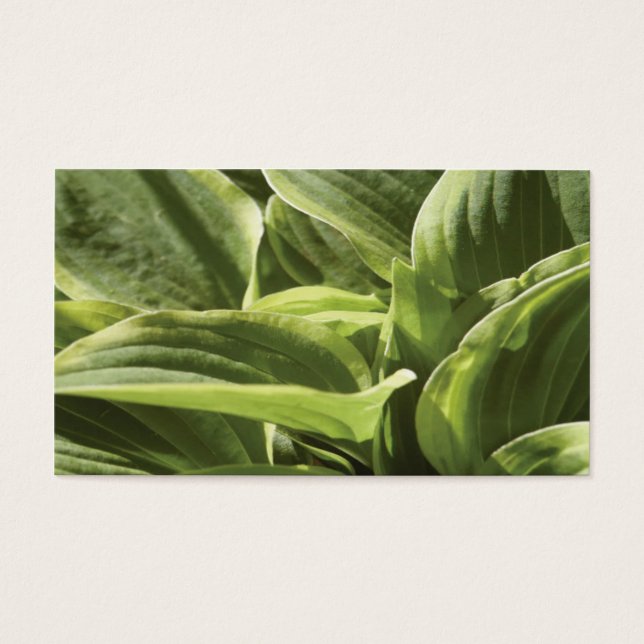 Hosta 2 (Devant)
