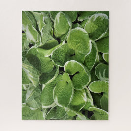 Hosta-Blätter