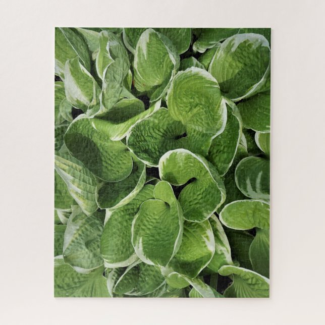 Hosta-Blätter (Vertikal)