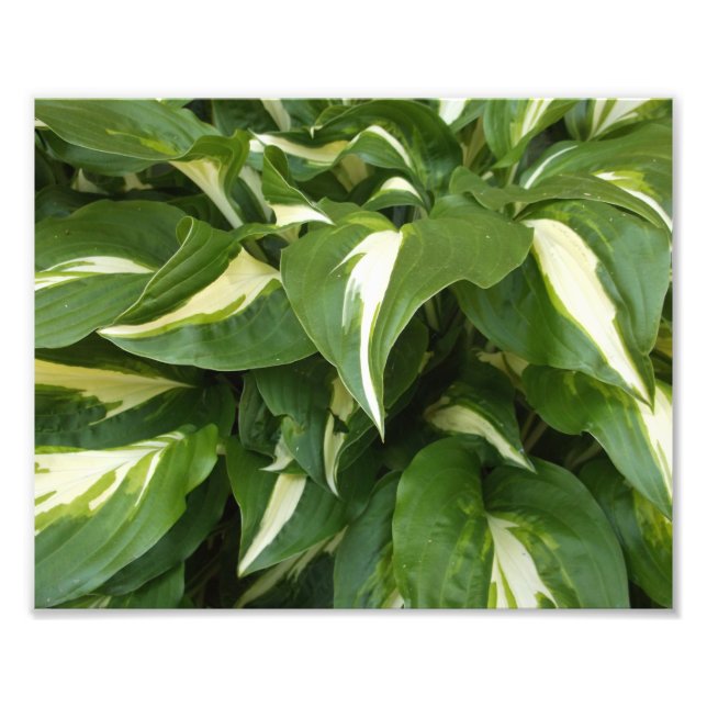 Hosta-Blätter Fotodruck (Vorne)