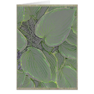 Hosta-Blätter in einem Sommergarten