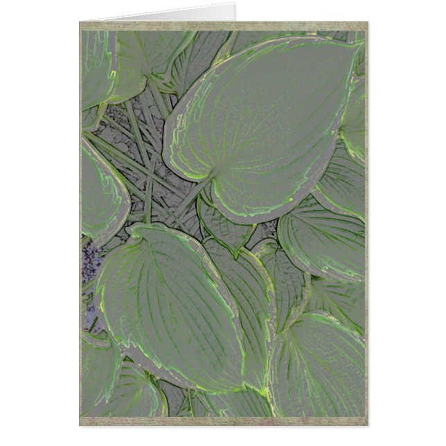 Hosta-Blätter in einem Sommergarten (Vorne)