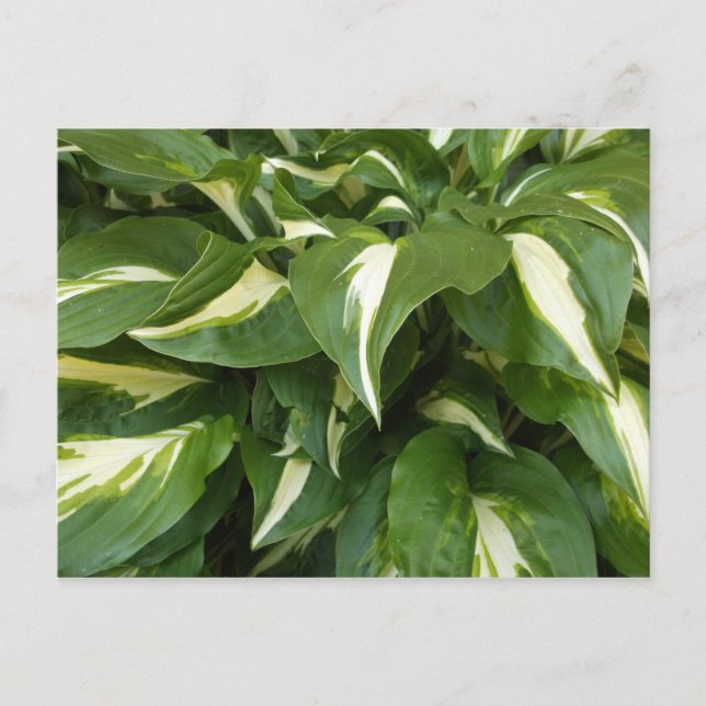 Hosta-Blätter Postkarte (Vorderseite)