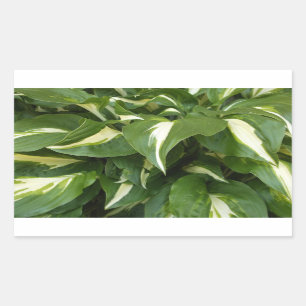 Hosta-Blätter Rechteckiger Aufkleber