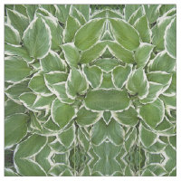 Hosta Blätter Spiegelbild Bildgewebe