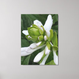 Hosta Blooming Canvas Print Leinwanddruck