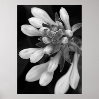 Hosta Blooms Poster