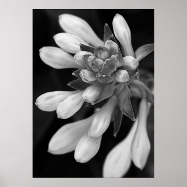 Hosta Blooms Poster (Vorne)