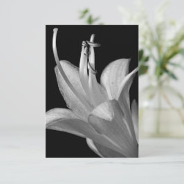 Hosta Blume Black, White Elegant Makro Foto