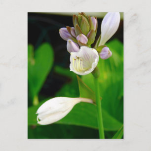 Hosta Blume Postkarte