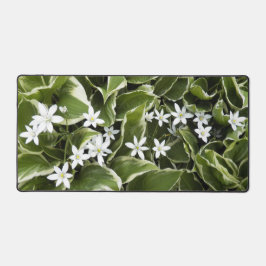 Hosta Feuilles et blanc Ornithogalum Floral