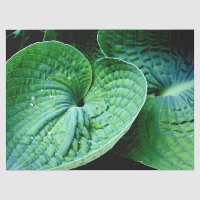 Hosta Heart Seidenpapier (Vorderseite)