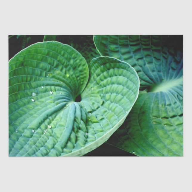Hosta Heart Seidenpapier (Vorderseite)