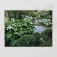Hosta in the Zen Garden 3 Carte postale