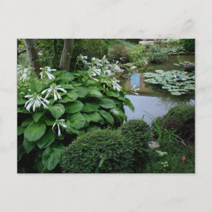 Hosta in the Zen Garden 3 Carte postale