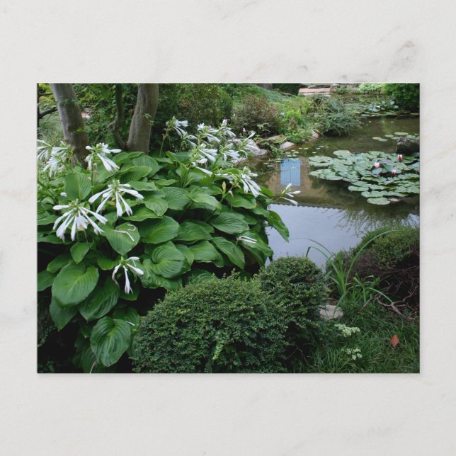 Hosta in Zen Garden 3 Postkarte (Vorderseite)