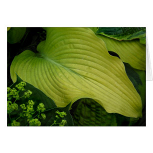 Hosta jaune