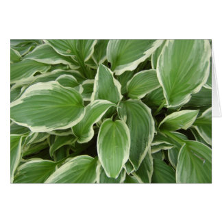 HOSTA-LA VISTA