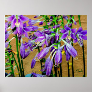 Hosta Lila  Blumengarten Poster